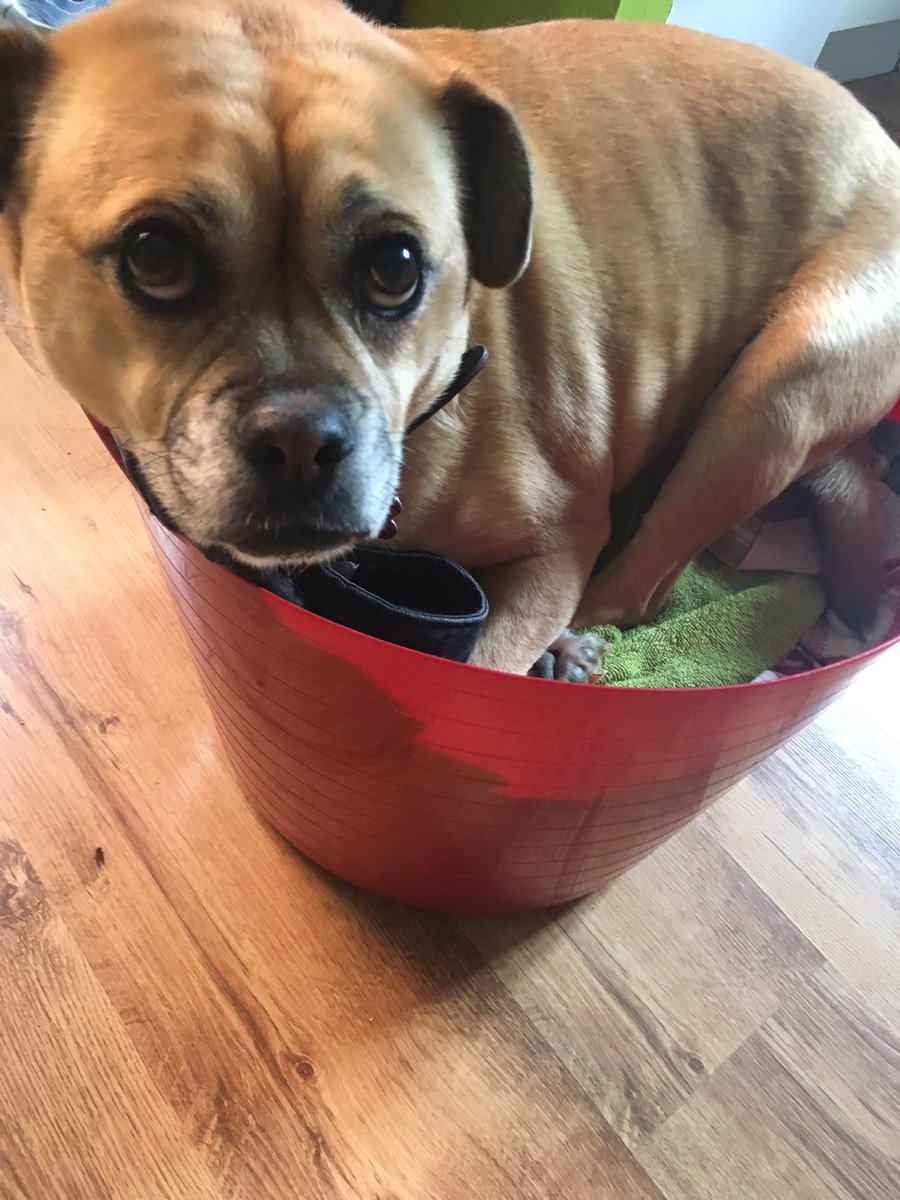 MoolayShibe's tweet photo. Baskets are comfier than beds https://t.co/FdzPJhZW74