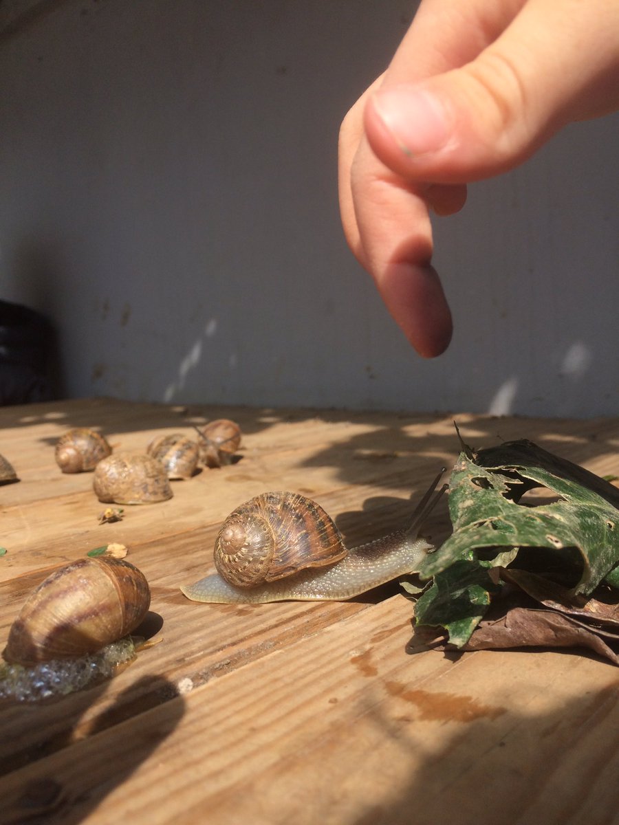 Salyangozu sevip, ev yapan çocuklar güzel şeyler yapacak