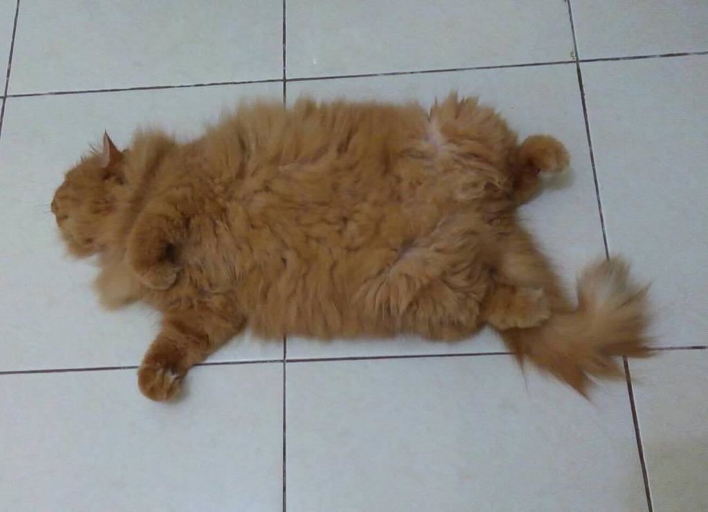 merylind's tweet photo. Happy #jellybellyfriday furriends! 😺 @jasonburny #catsoftwitter #Catsofinstagram #catsofwo… https://t.co/JGM3hXdAKM https://t.co/82hmeqQPAg