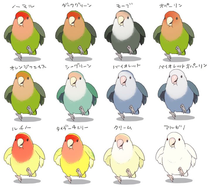 モー助 けものみち 発売中 على تويتر 作業待ちのすき間に 以前描いたらくがきで色変わり表を作ろうとして途中で時間切れした残骸を置いておきます コザクラインコ色変わり多すぎだし画像検索だとヒナの写真ばっかりで成鳥の頭とかの色がわからない W
