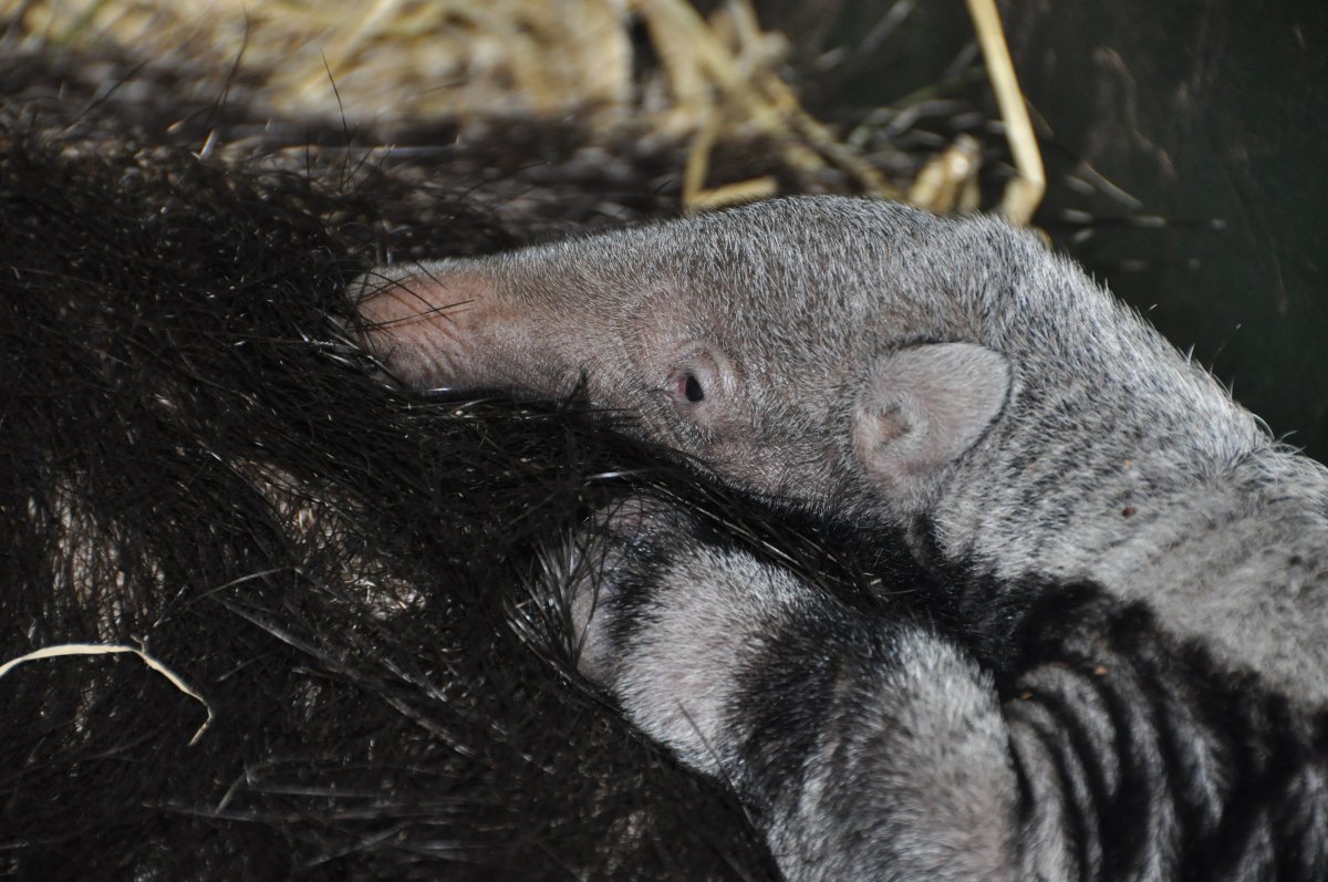 ZooParcOverloon tweet media