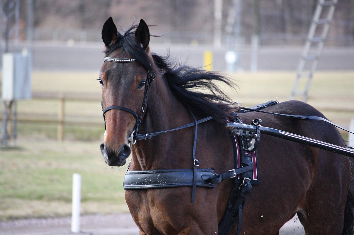 mianil1105's tweet image. Bring Me Happy 🌟 - Bring Me Back 💕 Bring Me Luck U.S. @73perssonstefan