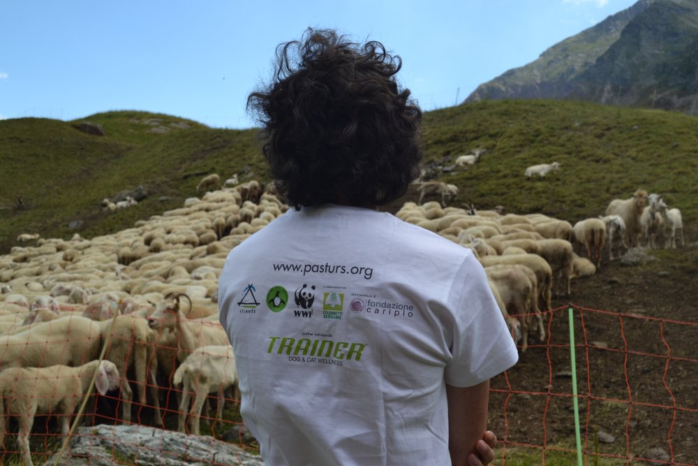 Andreacritico's tweet photo. domani su @tuttogreenLST si parla di pecore, lupi e pastori negli alpeggi delle #Alpi Orobie #Pasturs #inLombardia https://t.co/nOHohzAYrq