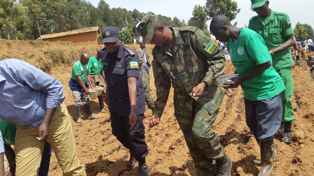 Rwanda Agriculture & Animal Resources Devpt Board tweet media