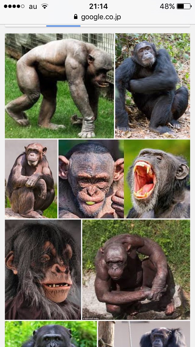 狂暴 チンパンジー チンパンジーはなぜ筋肉質？小柄なのにマッチョで力強い理由〜画像集まで紹介！