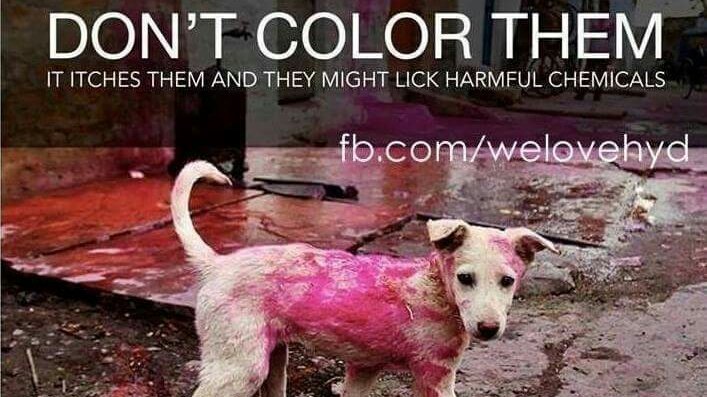 KnowAnisha's tweet photo. Be careful during #Holi , play harmless , be harmless #Savedogs #doglove #Holi2017 #holicolors #safecolors https://t.co/O1YePs5WV9