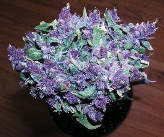 SmokeGanjaDaily's tweet photo. Puple haze😍🍁 https://t.co/XDIR5yVBFd