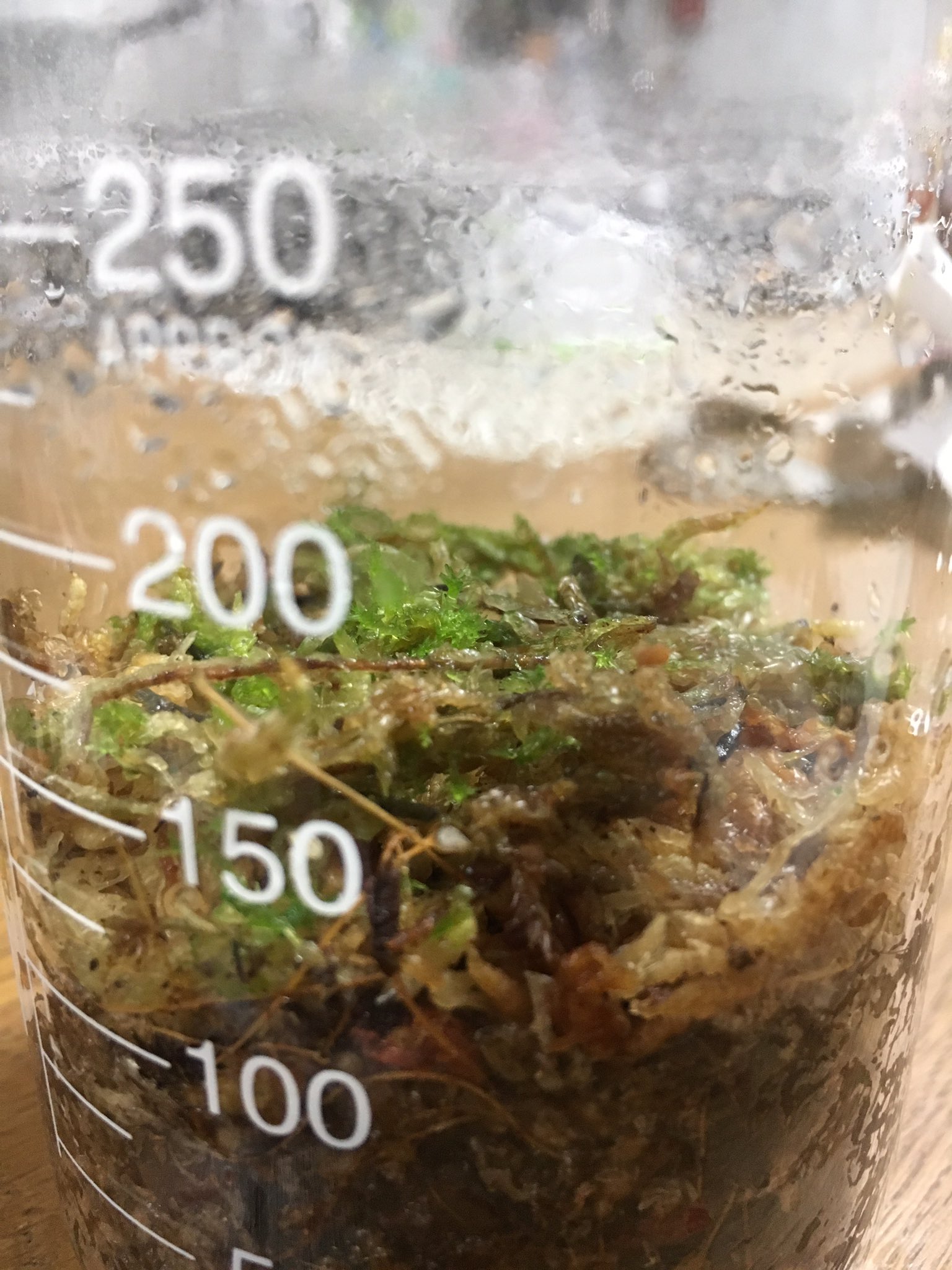 びおらんて 乾燥水苔から蘇ったフレッシュな水苔 ニュージーランド産は加熱処理してるので蘇らないし ダイソー産のは終電のホームでよく見かける物体に近い姿に変貌して復活どころではなかったしで地味に入手難易度高めだったが こちらさん達が茂れば びおらんて 乾燥水苔から蘇ったフレッシュな水苔 ニュージーランド産は加熱処理してるので蘇らないし ダイソー産のは終電のホームでよく見かける物体に近い姿に変貌して復活どころではなかったしで地味に入手難易度高めだったが こちらさん達が茂れば