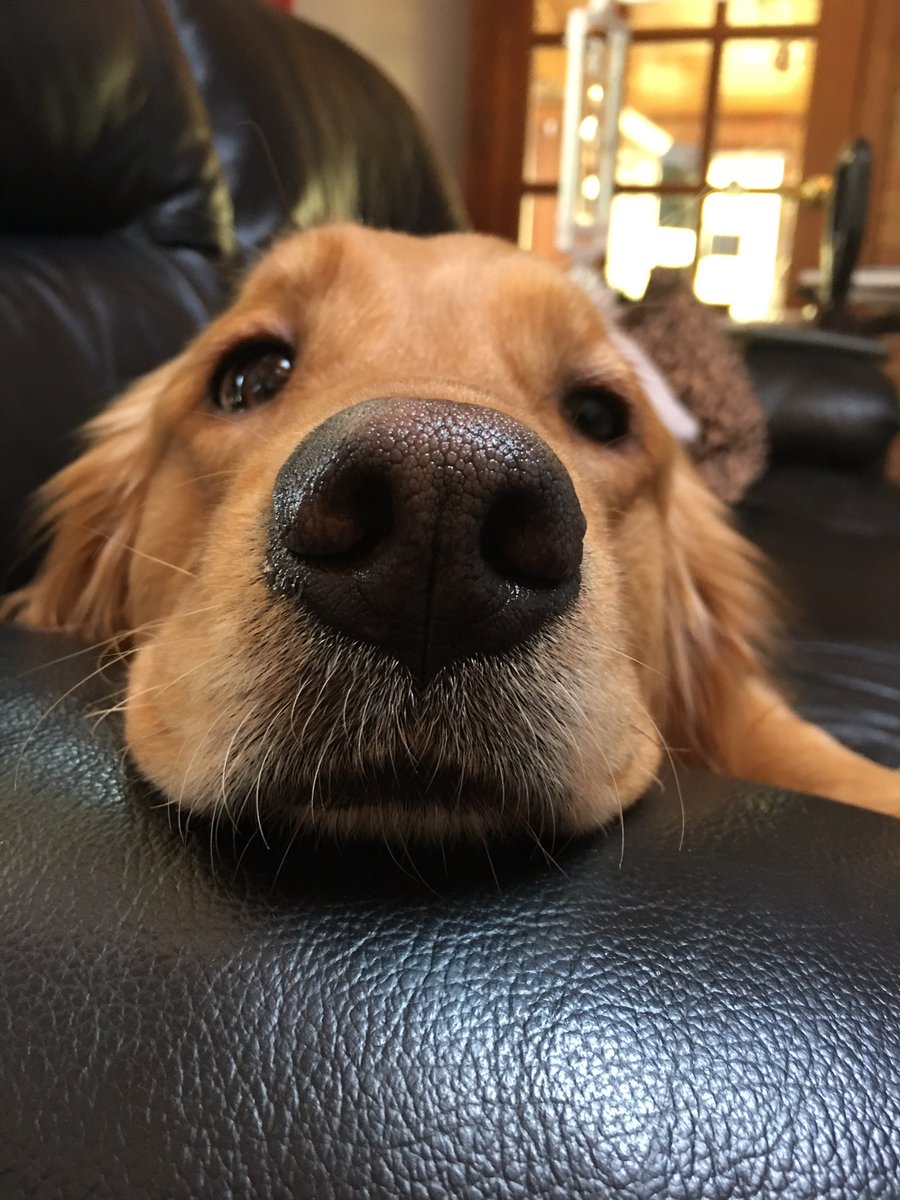 KLightenUp's tweet photo. #YouAreAwesomeBecause you truly are my best friend!💜🐶 https://t.co/aVGMYQb1nM