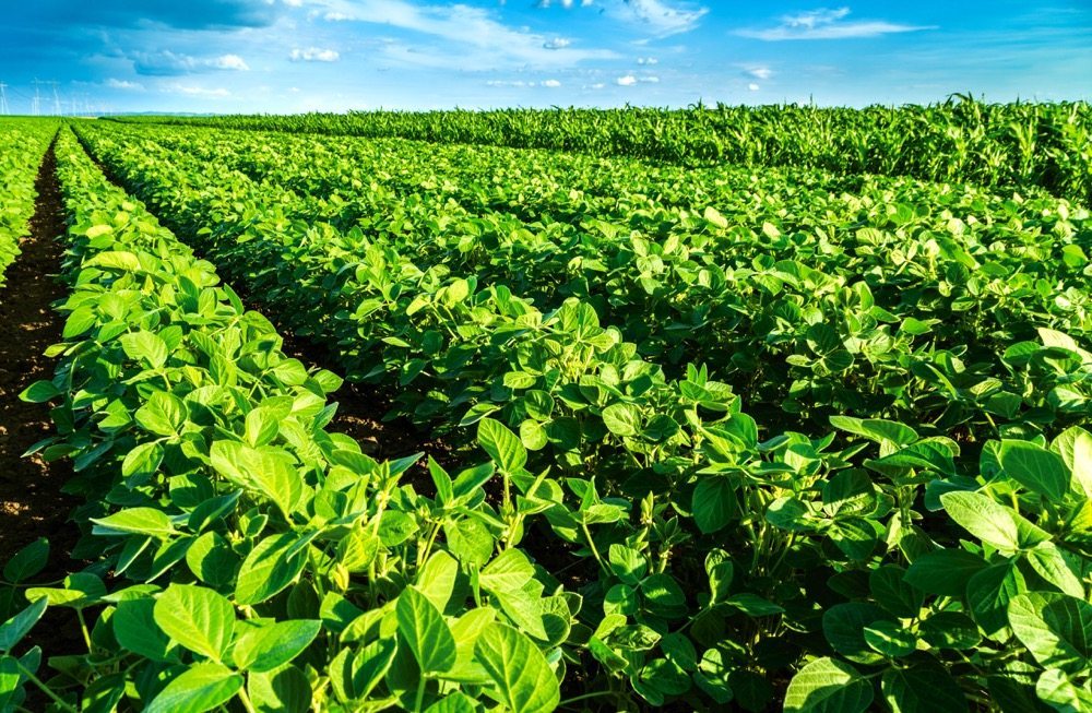 Recommendations For Planting Soybeans After Soybeans 
Read more..
farms.com/commentaries/r…