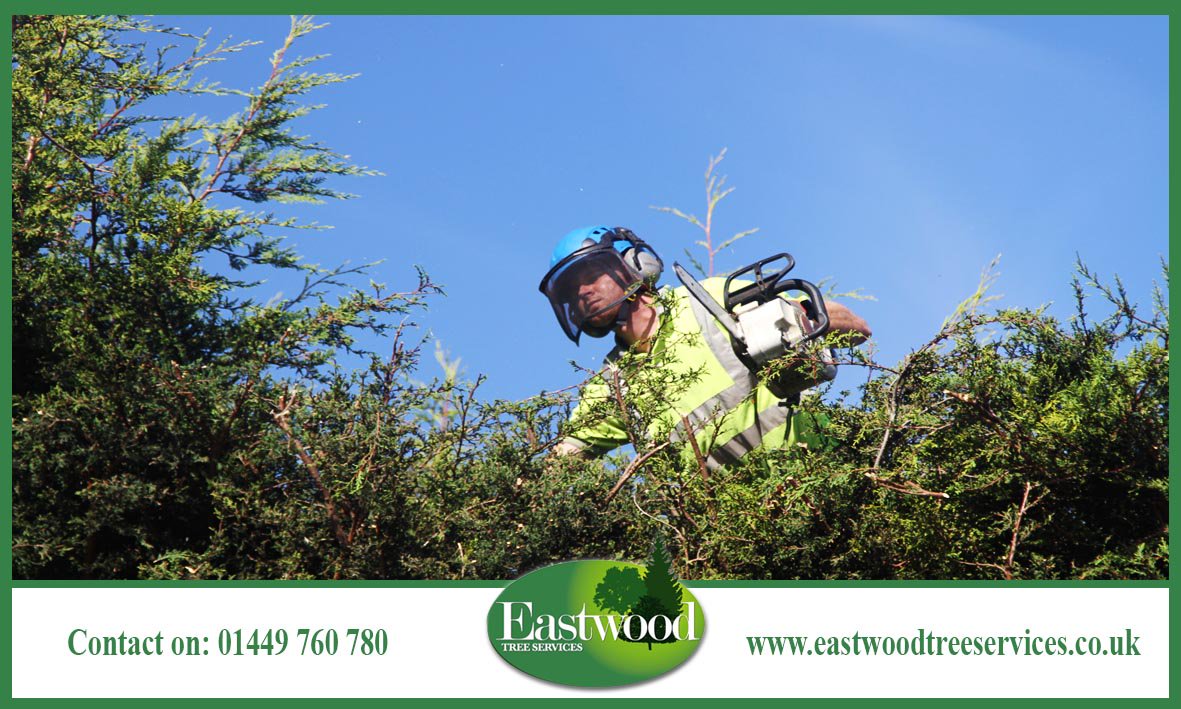 Call 01449 760 780 to book your FREE consultation. #Eastwood #Essex #Suffolk #Norfolk #TreeSurgery #TreeSurgeon