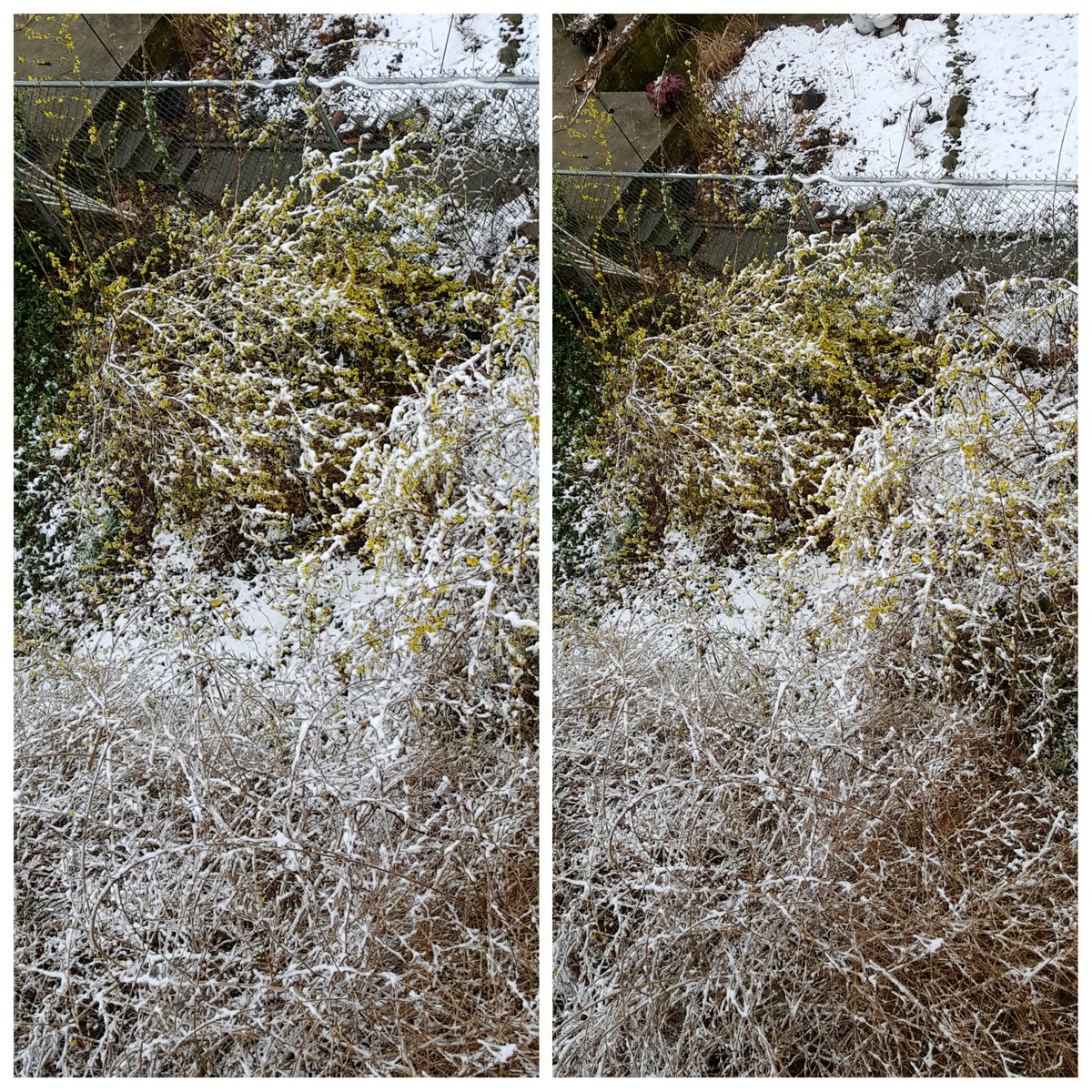 RoseleneDolce's tweet image. #CrazyWeather #winterVSspring #NYC #snow  #snowfall @NYCDailyPics @ThePhotoHour @StormHour #SpringIsComing @NYC #SeeYourCity #NewYorkCity