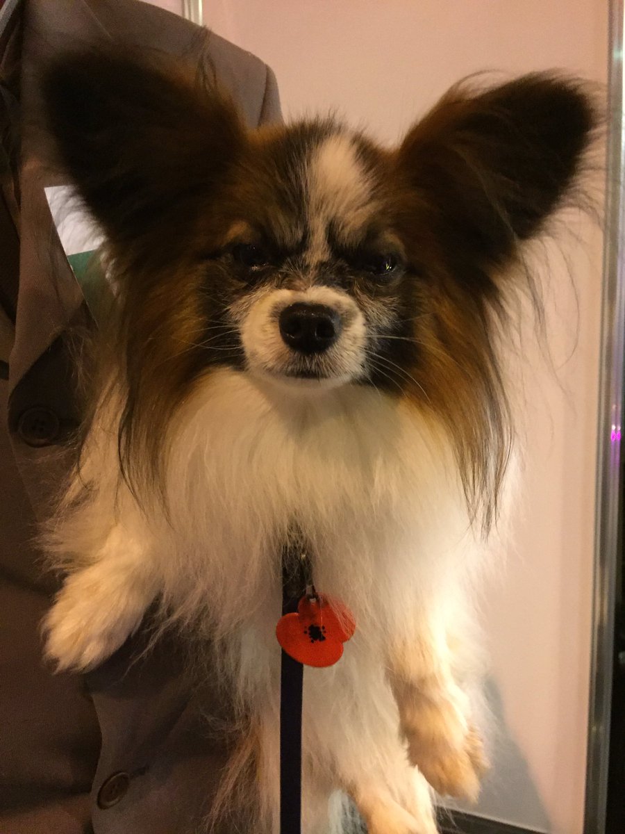 ProfNoelFitz's tweet photo. Thanks for the cuddle Lewis! #Crufts https://t.co/oMYgooD4vJ
