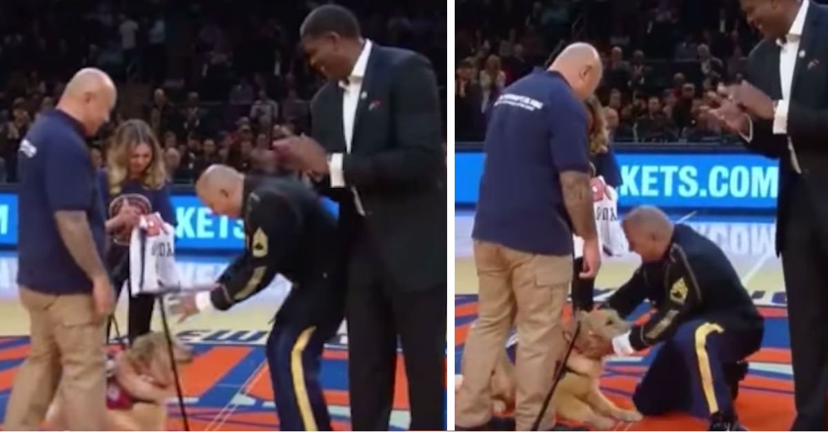 IntercapLend's tweet image. Injured Veteran Drops Cane And Falls To The Ground When Surprised With Service Dog - bit.ly/2lHMchv