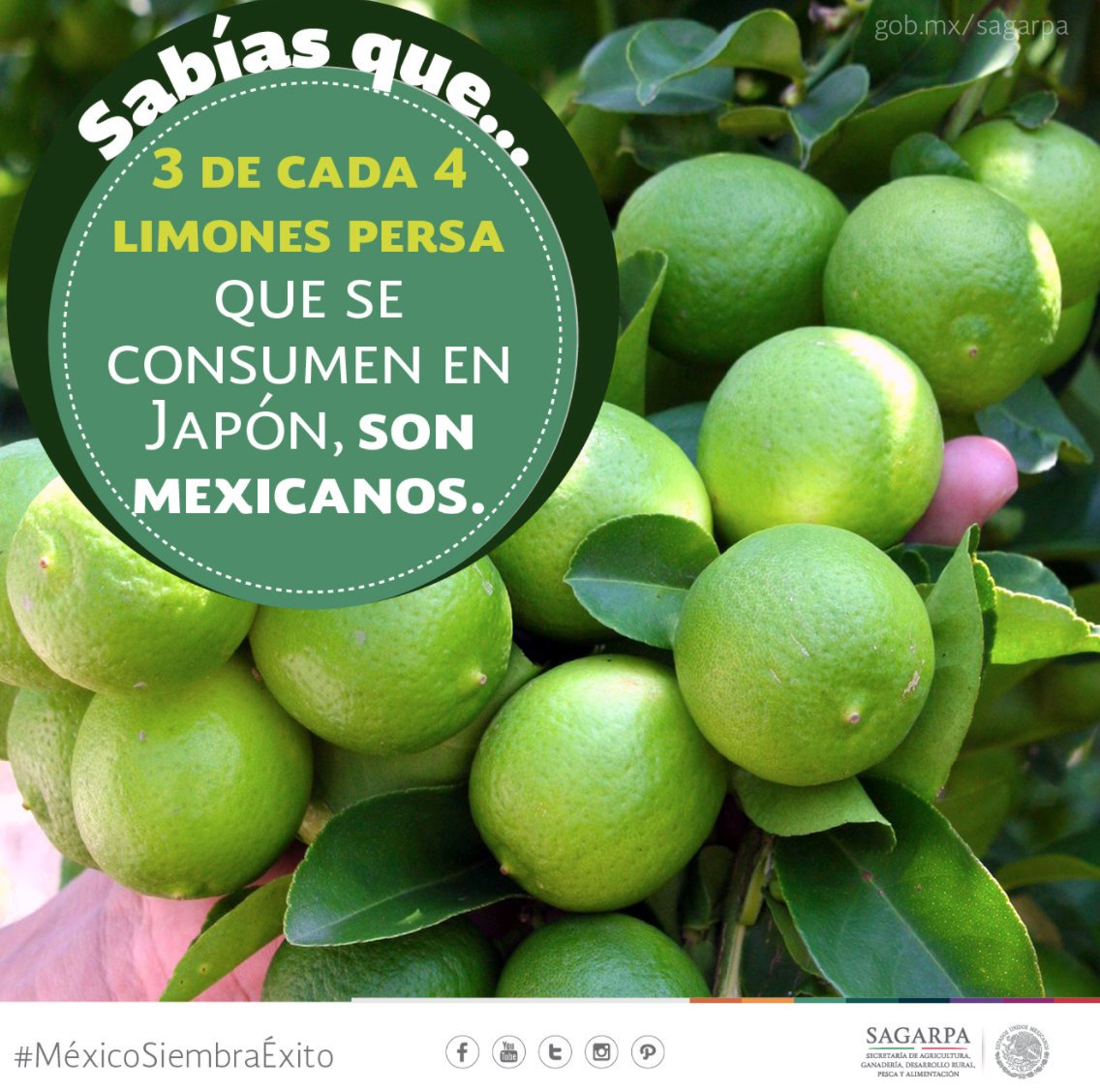 EmbaMexBra's tweet photo. Más de 70 productores mexicanos son parte de #FoodexJapan2017 https://t.co/ieMIJrxVVo https://t.co/5Vbs3w6I4A
