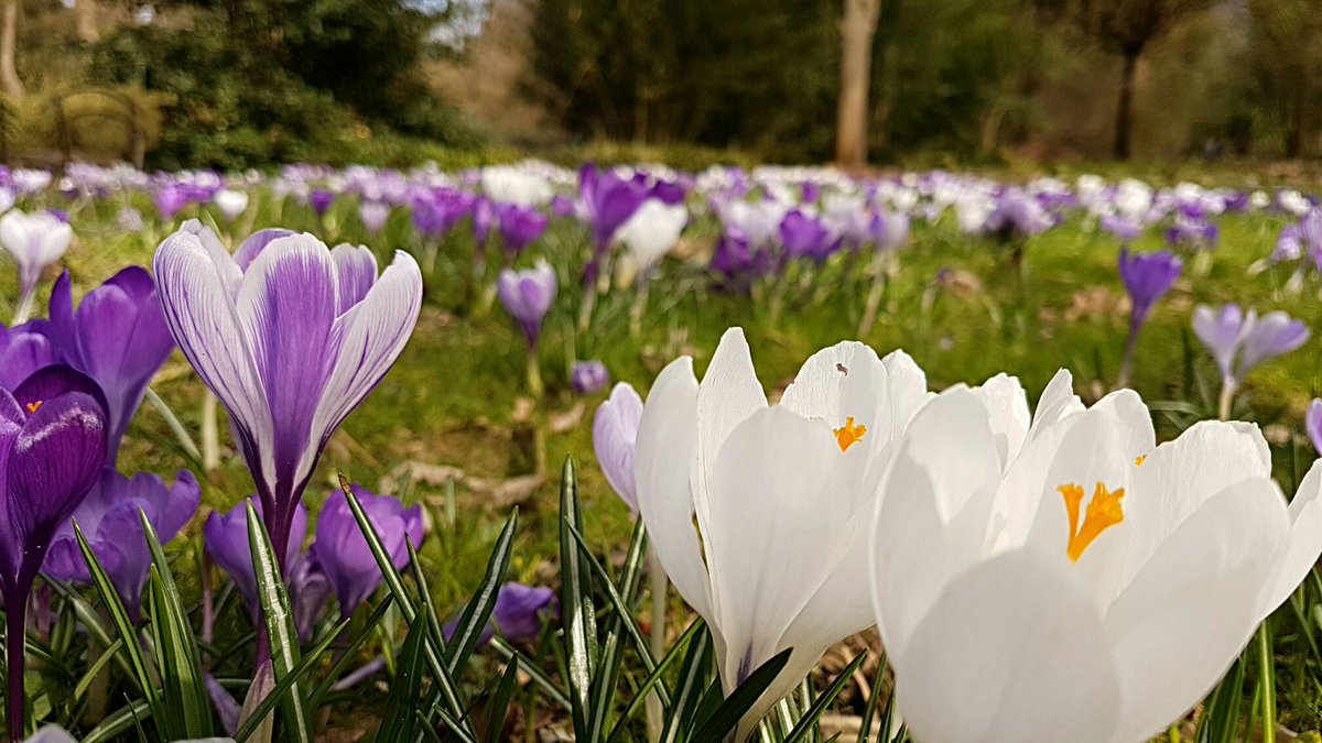 BHeulsen's tweet photo. #spring is in the air @MuseumBokrijk #arboretum https://t.co/82H880DOPI