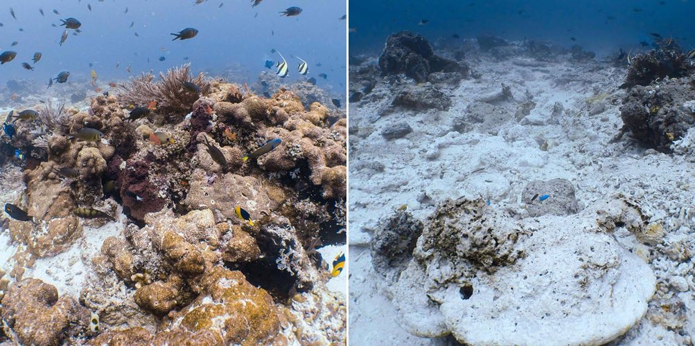 ConserveGuide's tweet photo. Clumsy Cruise Kills Coral - British owned cruise ship damages 1,600sq metres of #coral in Raja Ampat, #Indonesia 😢 https://t.co/O0vOv76iaB https://t.co/cJTjWCGYLm