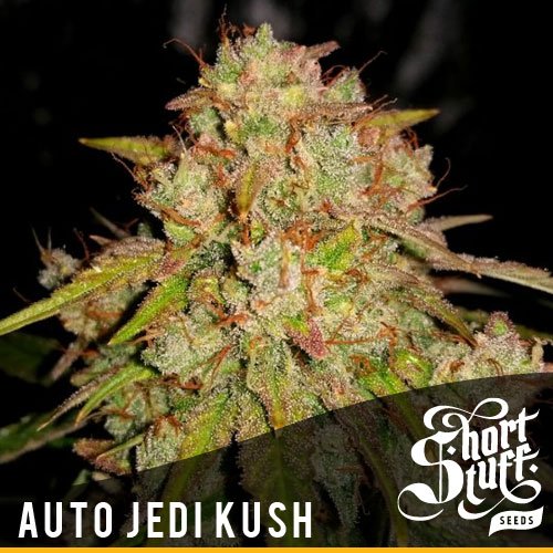 new strain Auto Jedi Kush from shortstuff seeds avaialbel now!
dope-seeds.com/shop/shortstuf…