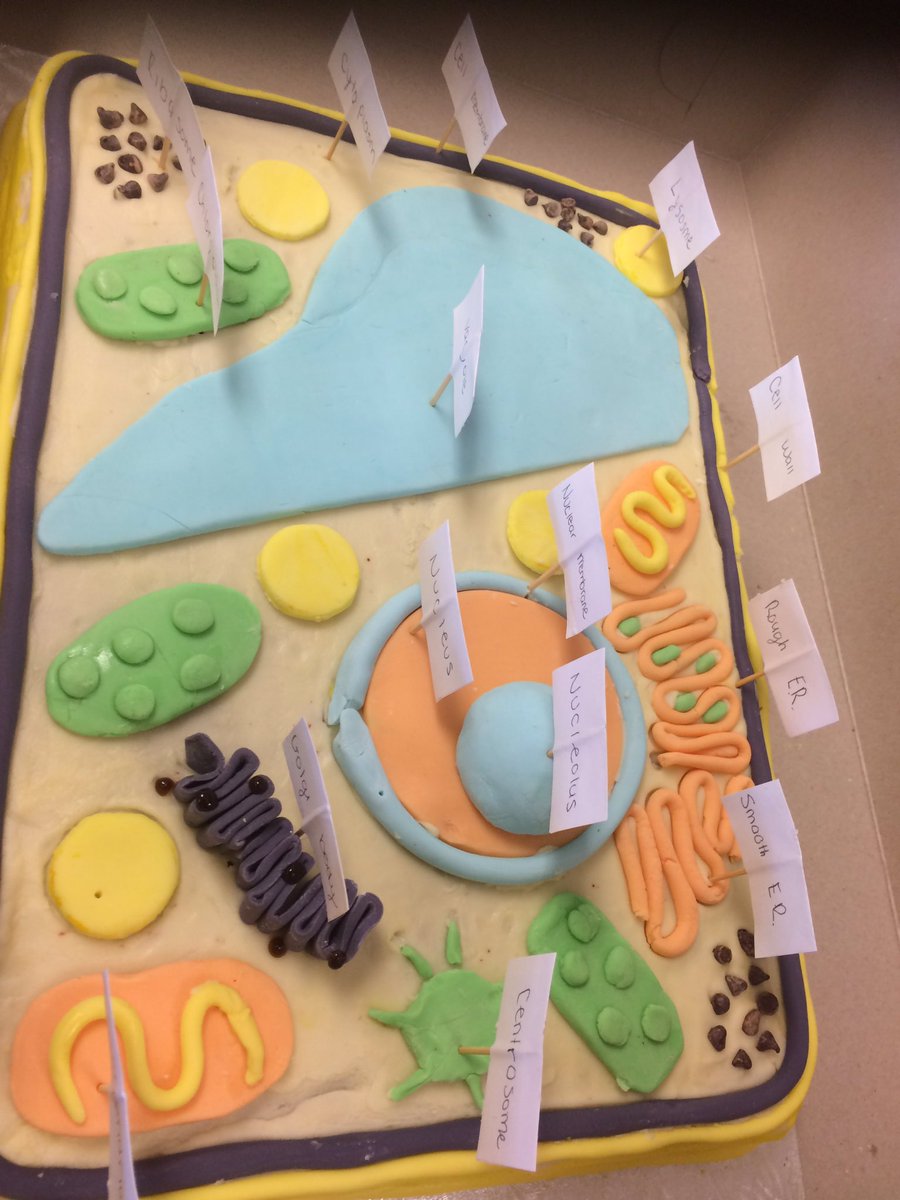 Patersons_Class's tweet photo. Plant and Animal Cells! The basic unit of life! https://t.co/wlZP5t8ACK