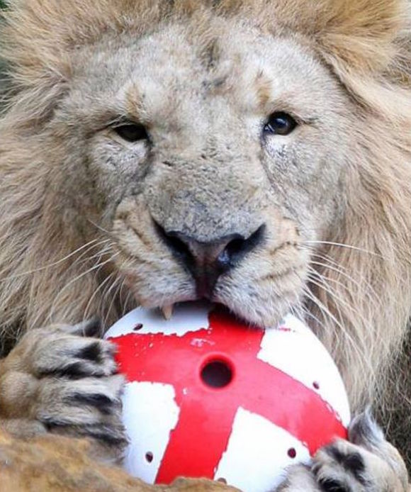 Des félins qui courent dans l’herbe derrière un ballon? RV pour un safari photo en <a href="/AfriqueduSud/">Afrique du Sud</a>. Ou sur <a href="/Europe1/">Europe 1</a> pour le Multiplex Ligue 2!