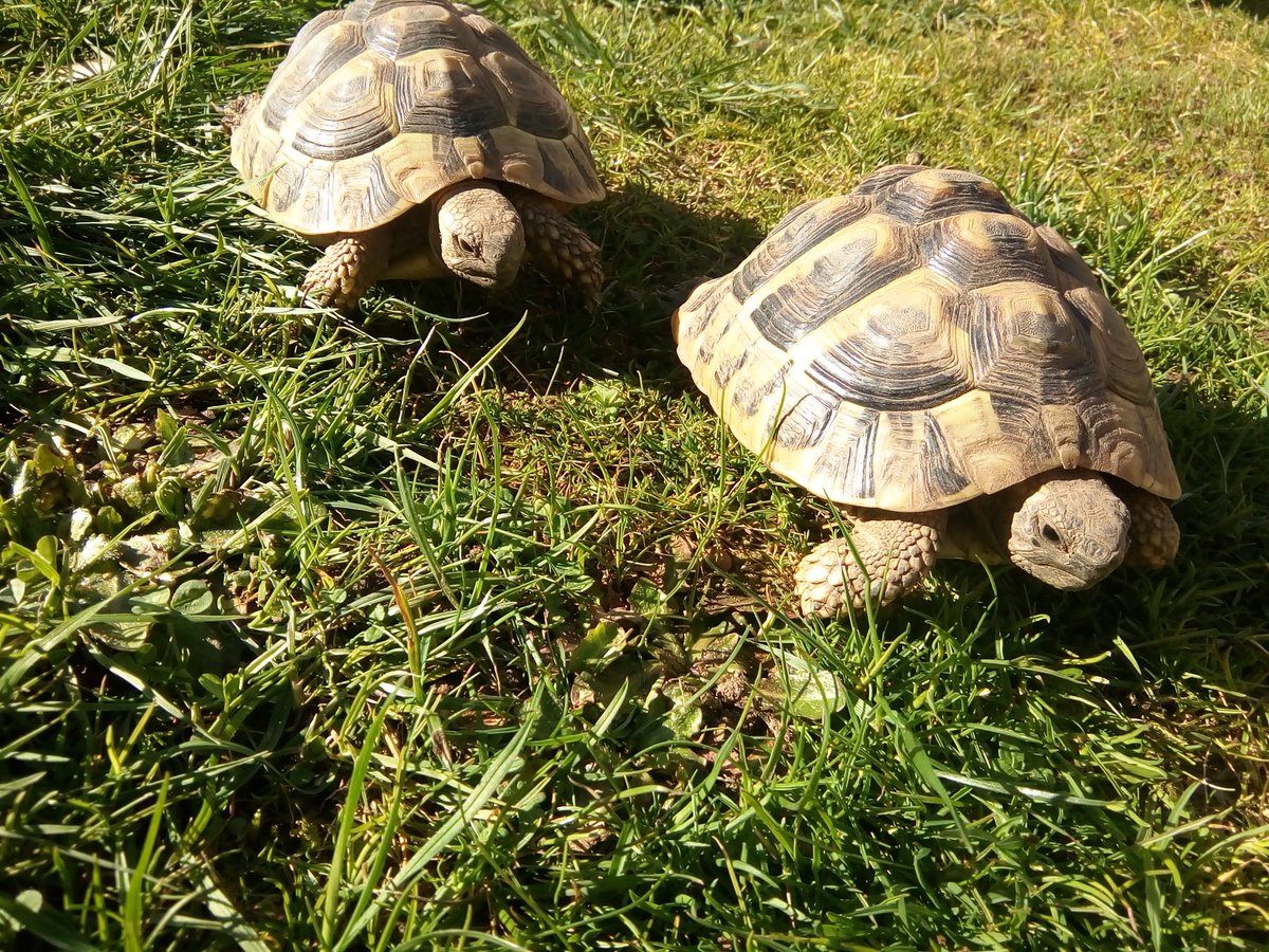Muschkah's tweet photo. Die Ninja Turtles sind wieder wach *-* https://t.co/bOujaAPB5C