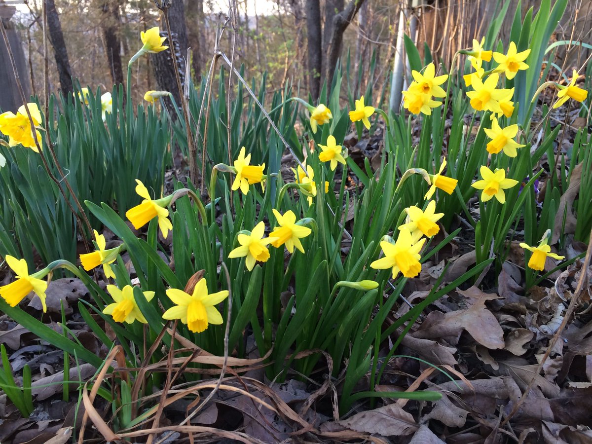bluebirdgardens's tweet photo. My "tete a tete" miniature daffodils in bloom, so sweet & tiny, sure sign of early spring! #mospring #rolla https://t.co/52Byj344n4