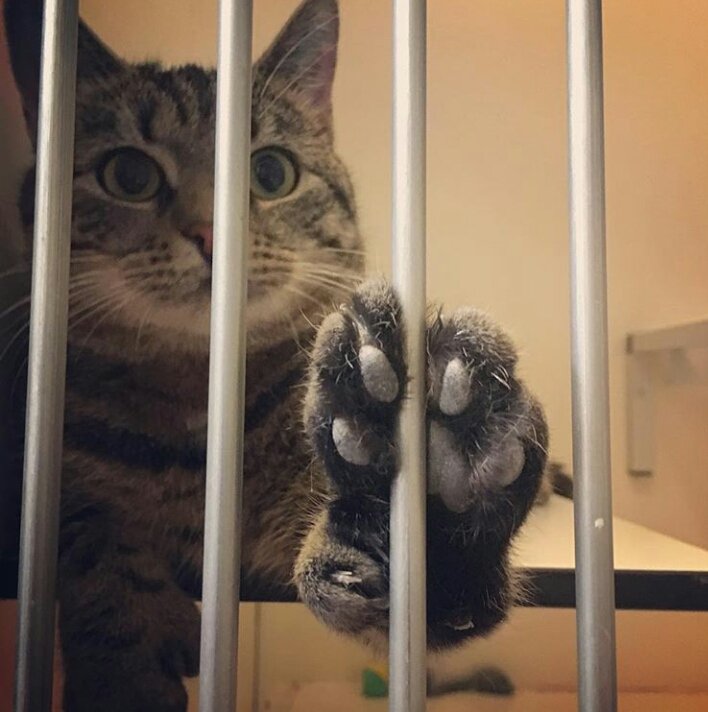 dyreinternat's tweet photo. Xenia med de fineste luffer 😊
#weekend #forår #ddå #dyreværn #dyrevelfærd https://t.co/m9l9bEPv8p