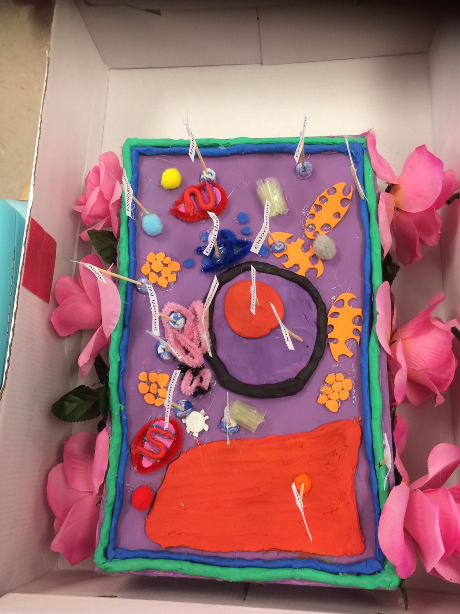 Patersons_Class's tweet photo. Plant and Animal cells! Science is awesome! @WestgateWolves https://t.co/oyghRiiHuK