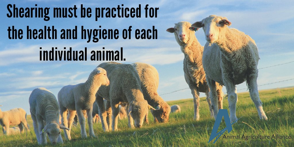 animalag's tweet photo. Myth: Shearing is painful to the #sheep. Fact: Shearing is comparable to a haircut! https://t.co/dPG7dpqaBr https://t.co/oxciCxmulK