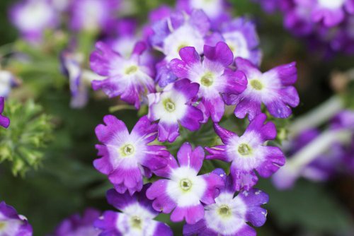 切ない花言葉 紫バーベナ 小さな花が傘状に集まって咲く花 周囲から順に花を咲かせるため 輪の形に花がつらなります 花言葉は 私はあなたに同情します
