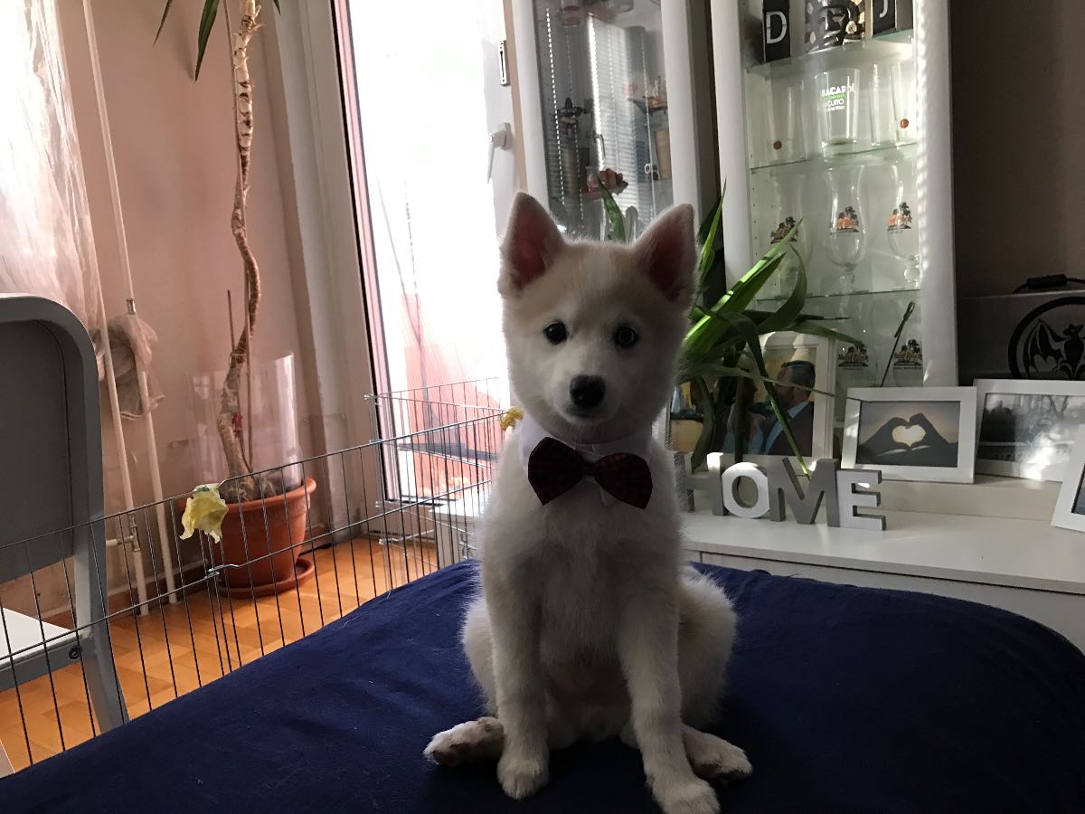 PomskyCentral's tweet photo. Friday's Pomsky of the Day is Neo!
Owner: Juan Chavez! https://t.co/tfOY9ey4W0