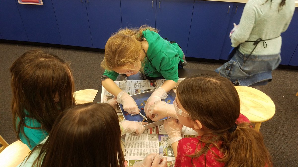 drholly56's tweet photo. #walkerlearns STEM rat dissection...where fun, interesting, and gross come together. https://t.co/JxKLCCuKAk
