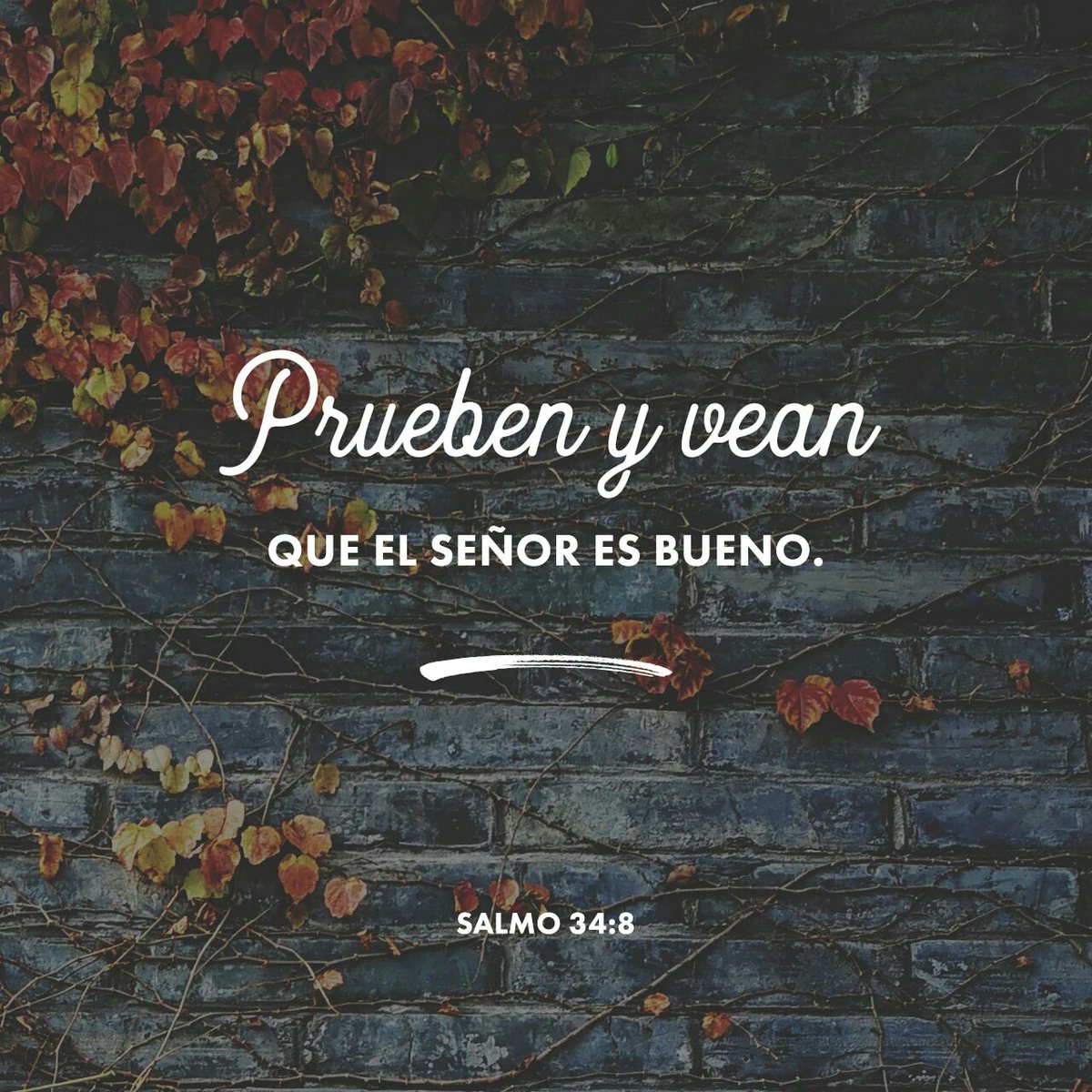 Prueben, y vean que el Señor es bueno. ¡Feliz el hombre que en él confía!
Salmos 34:8