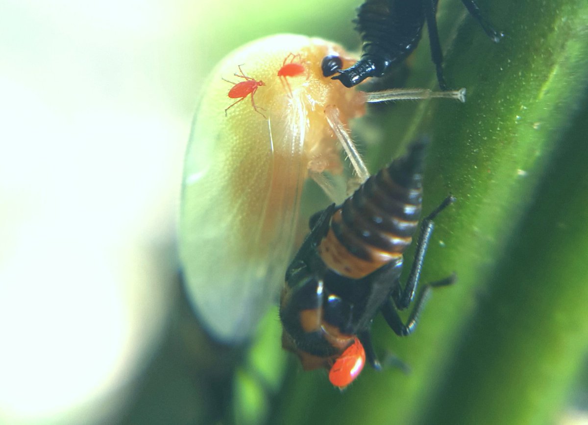 Red Tree Hopper RealScientists on Twitter: