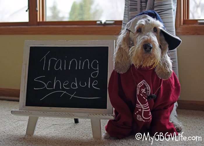 mygbgvlife's tweet image. Dog training takes time, but how do we fit in 3 dogs and multiple sports into our busy lifestyle? It's easy, really! ln.is/mygbgvlife.com…