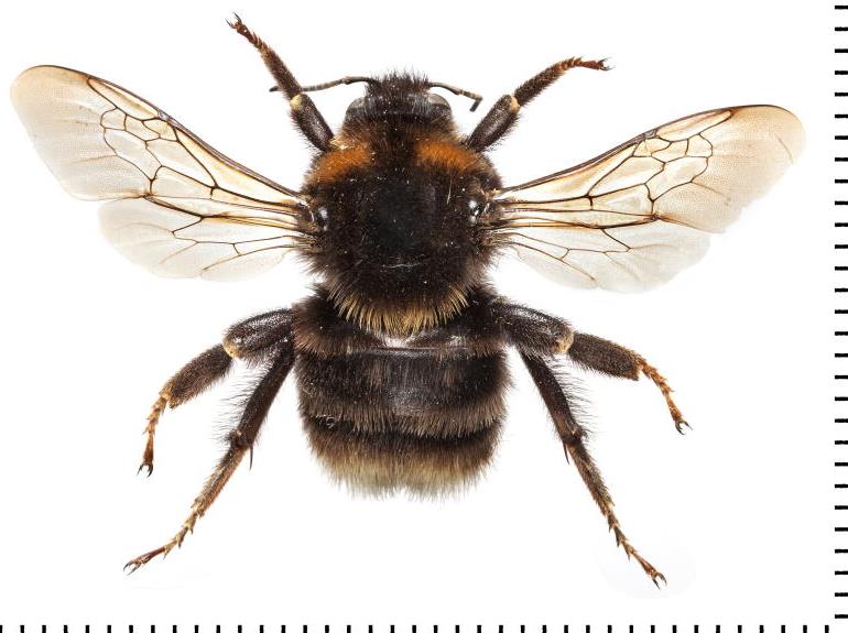 Nhm Bees On Twitter The Extinct British Form Of Short