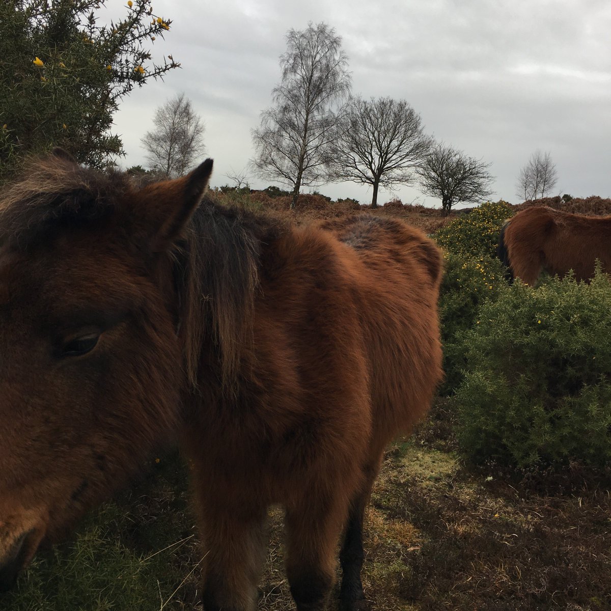 Deer🦌Cattle🐮Pigs🐷 and Sheep🐑 also graze freely in <a href="/NFTTrust/">NFT Philanthropy</a> alongside the horses🐴Come &amp; Say Hello🙌🏻 to the #MotherNature🌿👩🏽‍🌾#NewForest