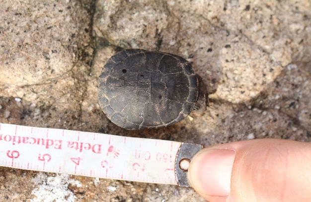 Fregate Island tweet media