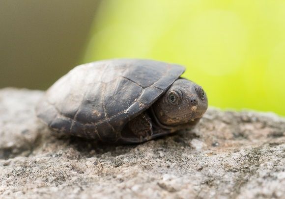 Fregate Island tweet media