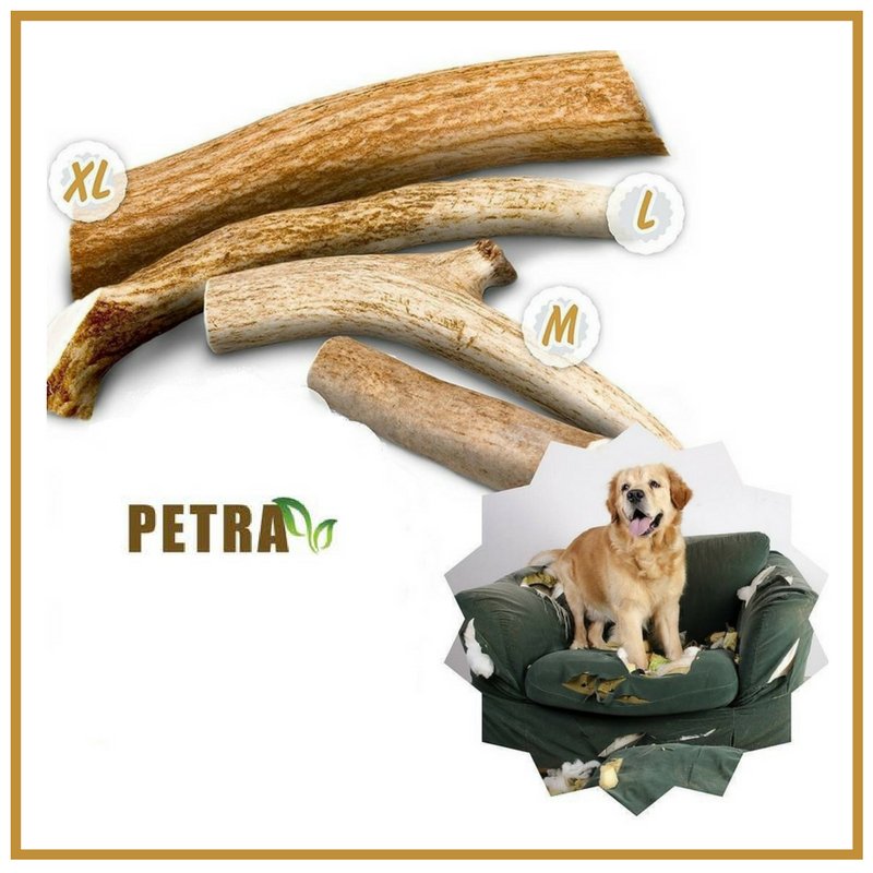 Petra pets offers only the highest quality  #elkantlers, the best available on the market! amazon.com/gp/product/B00…