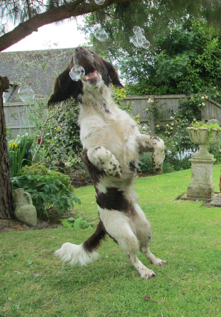 MundyRebecca's tweet photo. #crufts Arthur chasing bubbles. https://t.co/64Ixxx5QrP