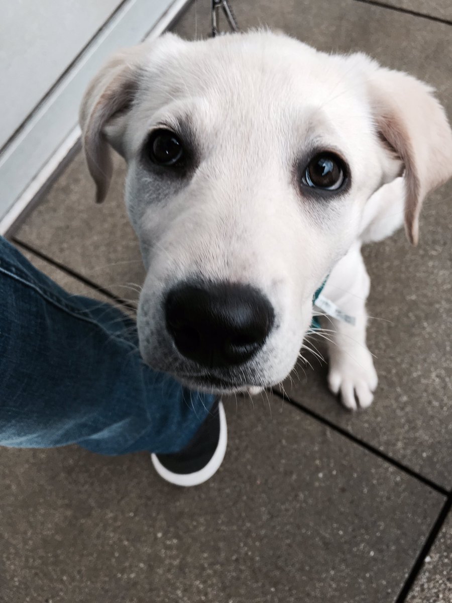 NylatheLab's tweet photo. My face when someone isn't sharing food #woof https://t.co/NVNV0RSvyw