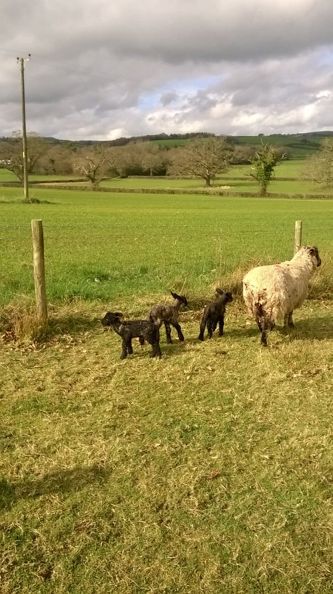 KJDevonLamb's tweet photo. These were born today! Such a cute little triplet. Mother and lambs are doing well. #dartmoorlamb #devonlamb #sheep #lambingseason https://t.co/P97pRIqicX