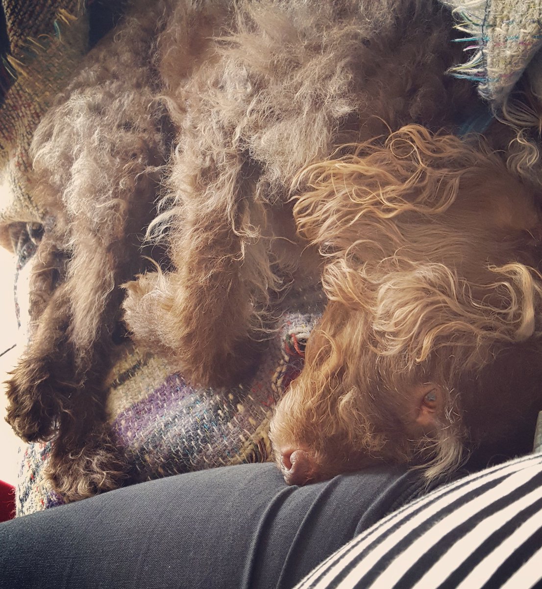 DogaboutBath's tweet photo. Snuggles with mum are the best. https://t.co/AmgBVyAFj4