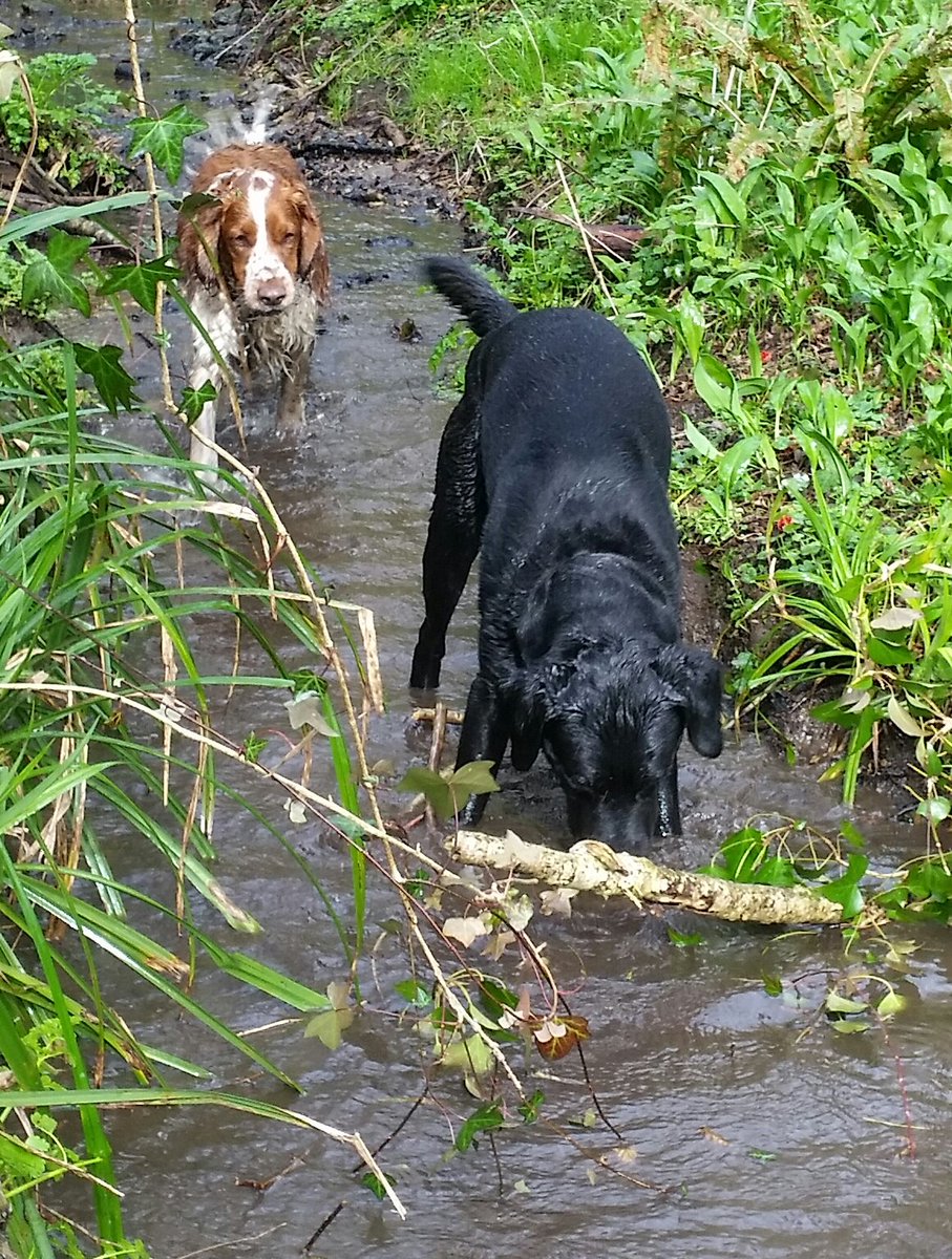 Great day with Teggy and Rupert running over the fields and playing in the streams! #evershot #comeandstay