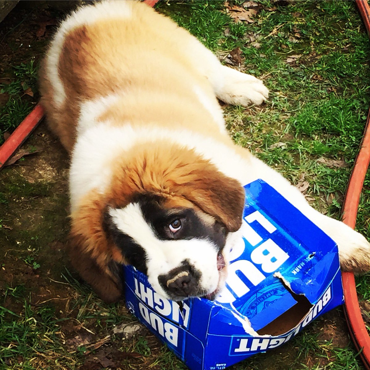 blbasler's tweet photo. I think I found the new mascot for @budlight "Budlights on Bentli" #saintbernard #budlight #anheuserbusch #cheersab #budlightpuppy https://t.co/Jtcm4CJtyo