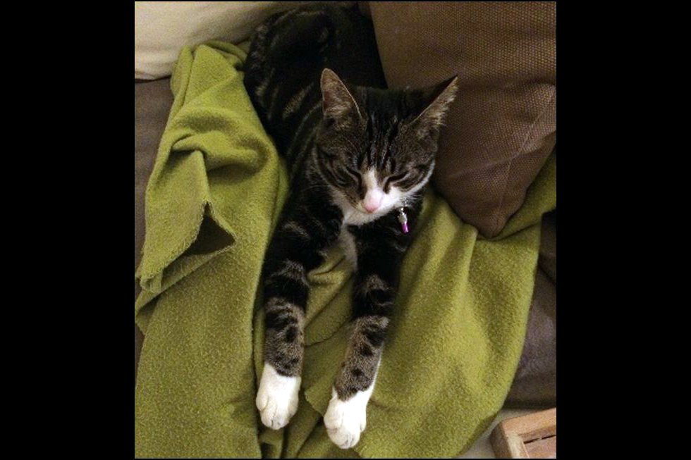 DE_HERENIGING's tweet photo. Nog steeds VERMIST: KAT TOM (chip) ex-kater #HAARLEM - #HEEMSTEDE #NH Crayenesterlaan #DHver 22/10/14 https://t.co/CKrxsDe8zb https://t.co/5REfTVj18X
