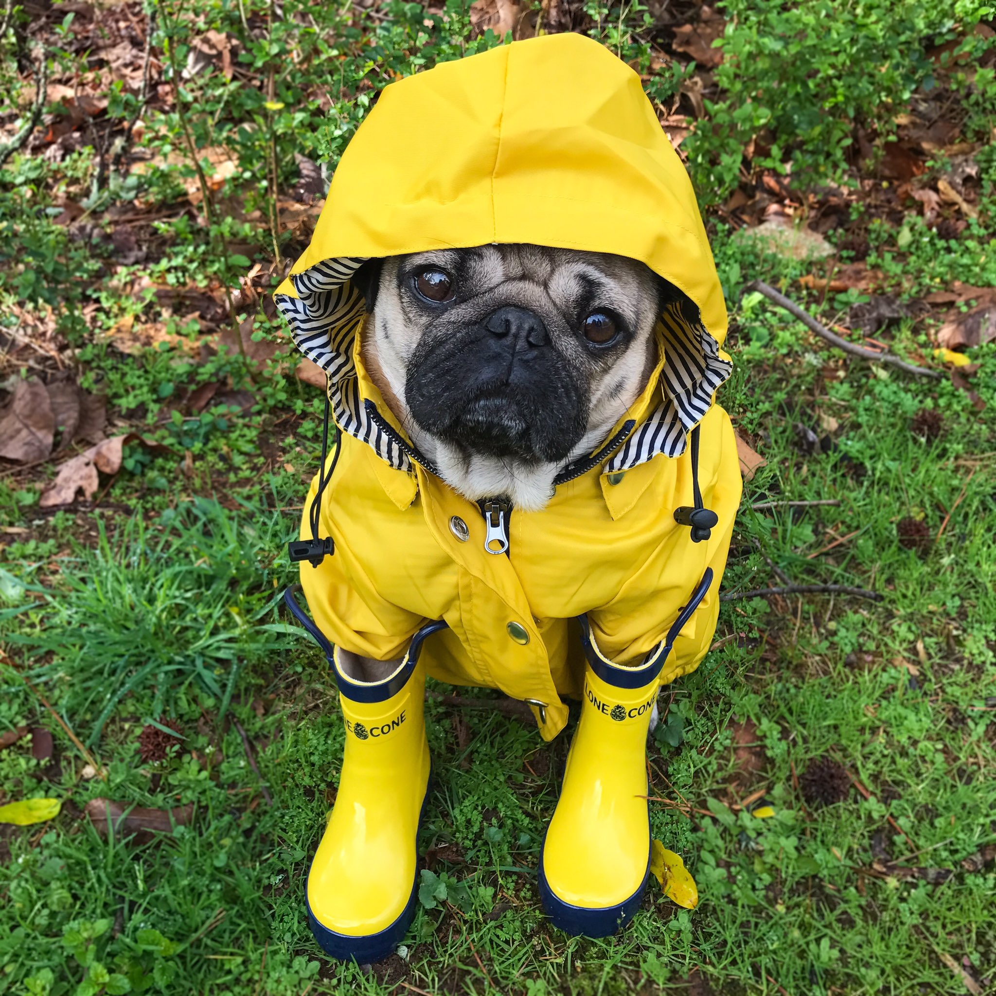 Dugbug raincoat new arrivals