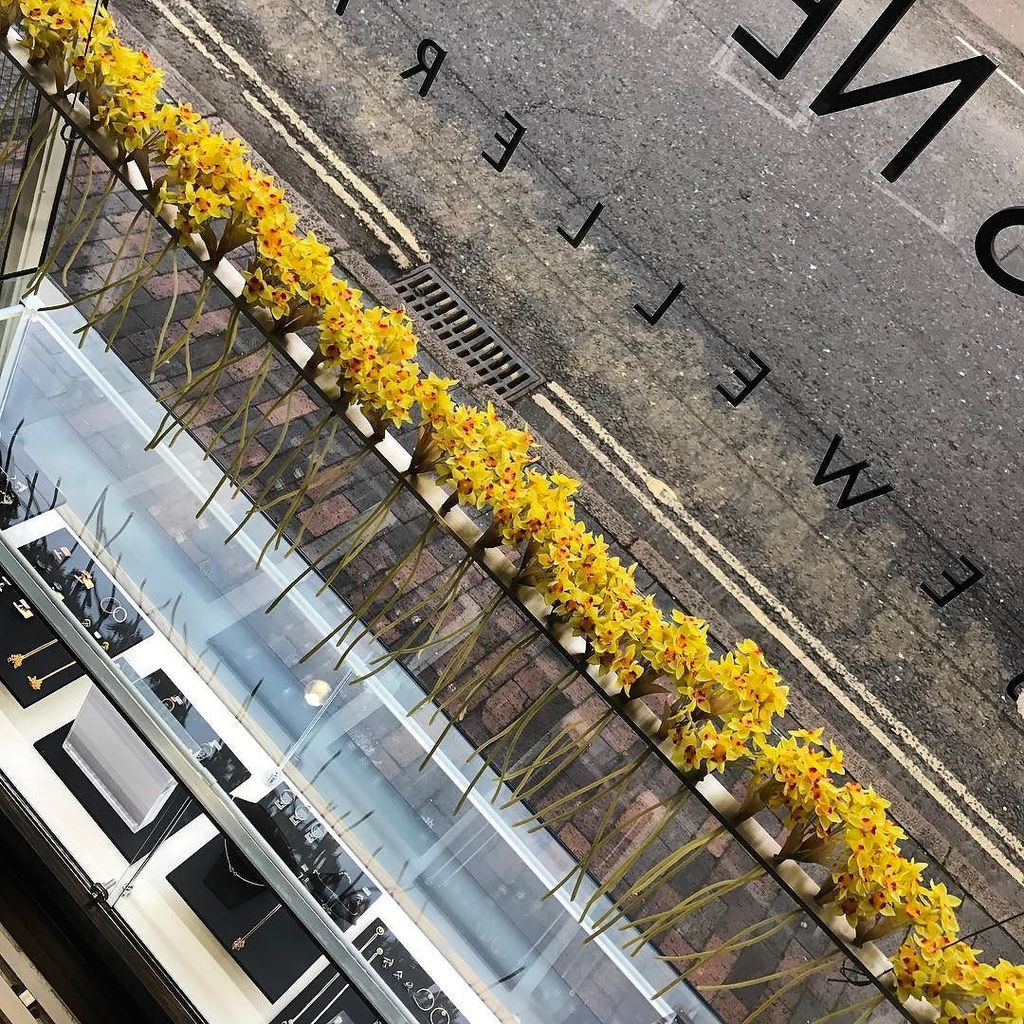 JamesNewmanLtd's tweet photo. Daffodils in the window - #springisonitsway .
.
.
.
#shopwindow #shopdisplay #pos #pointof… https://t.co/Onca6wAsWZ https://t.co/VaKS2IHUJZ