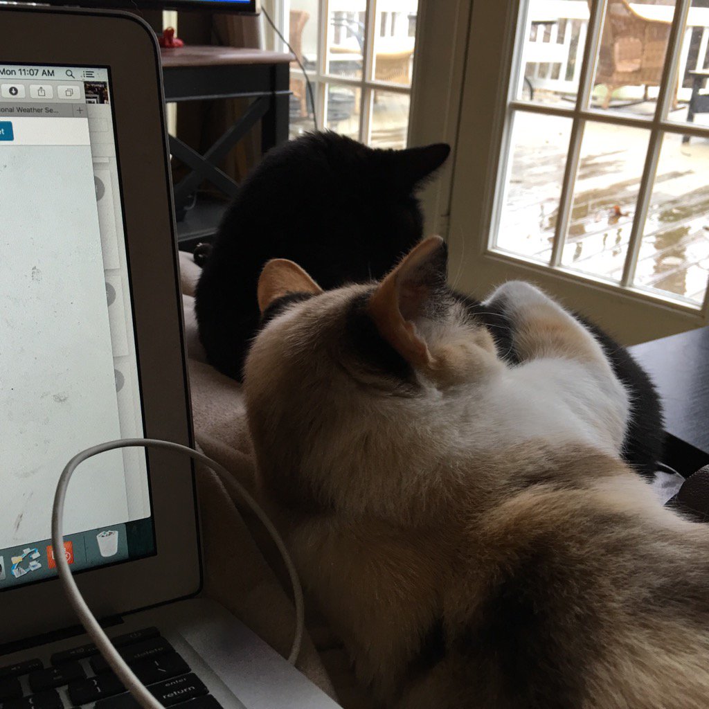 agarrettABJ's tweet photo. Adopted these 2 purring furballs @ClevelandAPL when they both fit in teacup together #FurGetMeNot https://t.co/0oSbTaXW6J